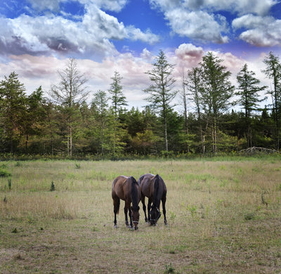 5 horsesssdfg004horse.jpg