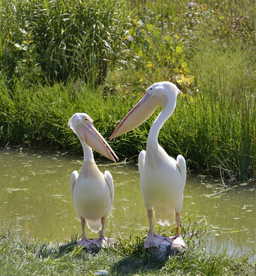 pelicanssss258.jpg