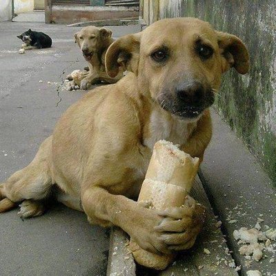 dog.jpeg
