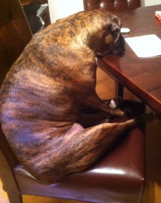 dogatthetable1.jpg