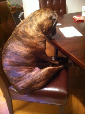 dogatthetable2.jpg