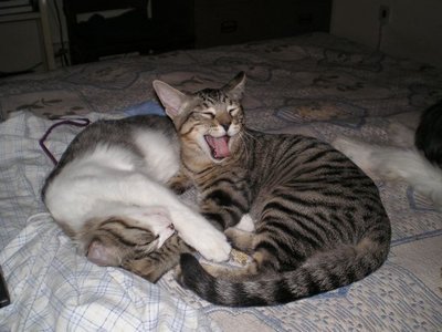 tiget-divi.JPG