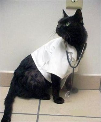 doktor_kot.jpg