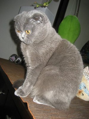 cat 1.jpg