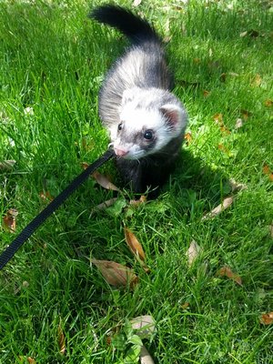 small ferret.jpg