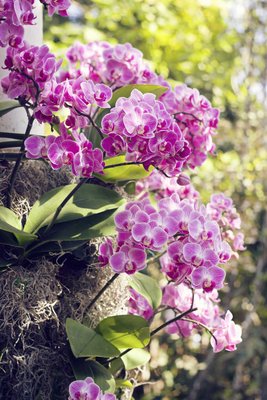 botsad30marta 008.jpg