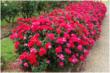 Red-Double-Knockout-Rose-Landscape-5-220.png