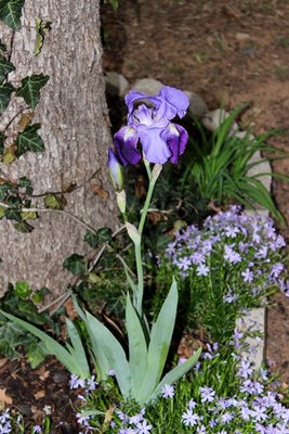 IMG_1658 - Copy.JPG