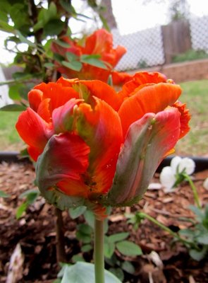 IMG_6015 - Copy.JPG
