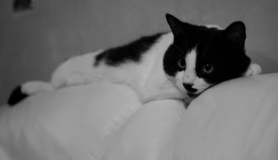 kitty1.jpg