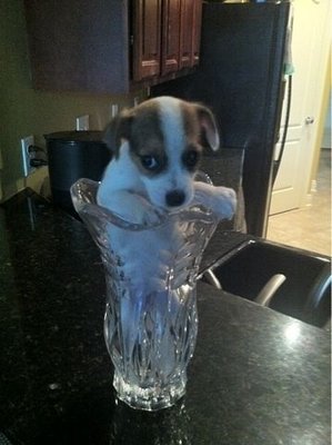 image.jpg