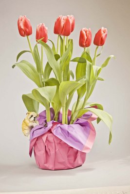 TULPY 02A9.jpg