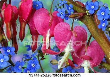 close-up-bleeding-hearts_~1574R-25226.jpg