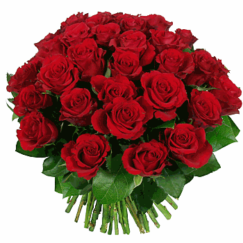 ramo-24-rosas-rojas[1].gif