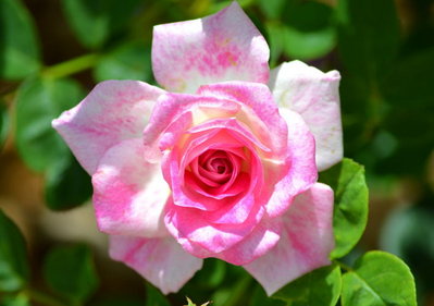 DSC_1269.jpg
