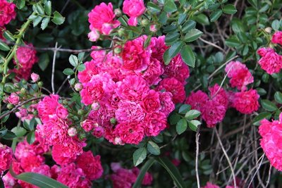 IMG_5034 - Copy.JPG