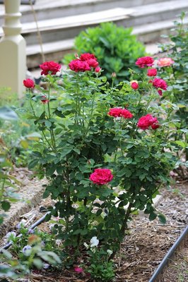 IMG_5059 - Copy.JPG