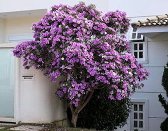 640x457xtibouchina-mutabilis_jpg_pagespeed_ic_jupKrOkPaJ.jpg
