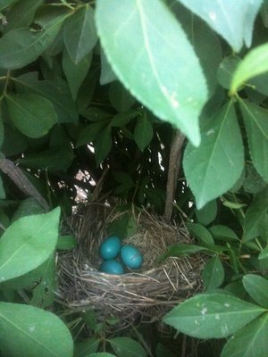 nata's 13 023 -n.jpg