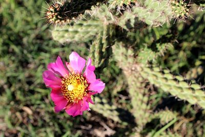 IMG_5546 - Copy.JPG
