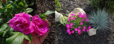 Magnifica Rose-horz.jpg