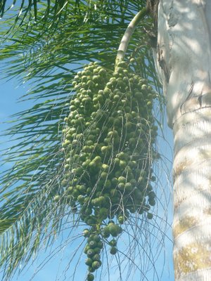 Palm.JPG