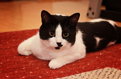 kote 006f.jpg
