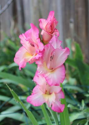 IMG_7030 - Copy.JPG
