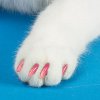 Cat claw covers.jpg