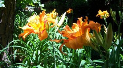 100_8892_1.jpg