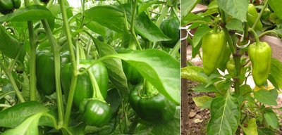 pepper.jpg