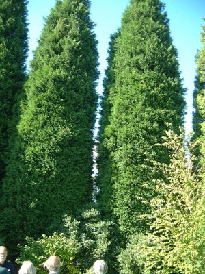 Cupressocyparis_leylandii.jpg