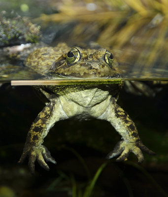 froggg3987.jpg