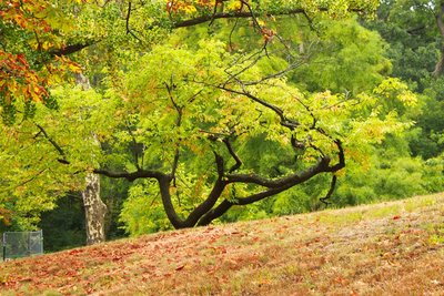 centralpark 006.jpg