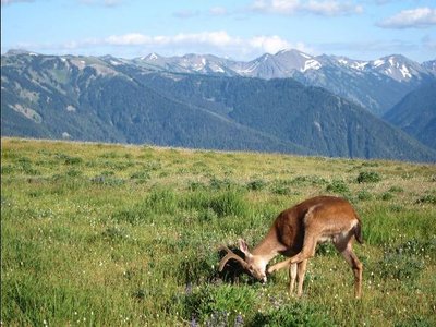 Deer.JPG