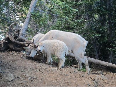 Goats.JPG