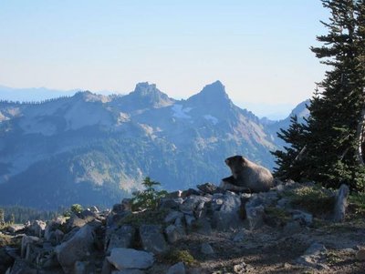 Marmot.JPG