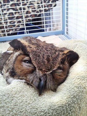 owl.jpg