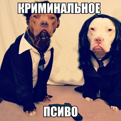Криминальное псиво.jpg