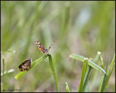 Мимолетная Любовь.jpg