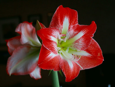 amaryllis 007.jpg