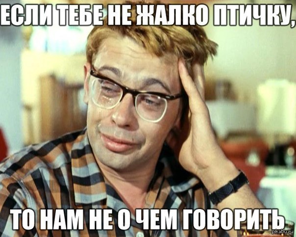 птичку жалко.jpg