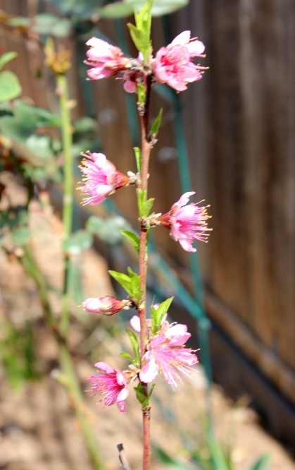 IMG_4280 - Copy.JPG