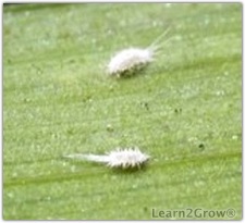 LongtailMealybugs_225x205.ashx.jpg