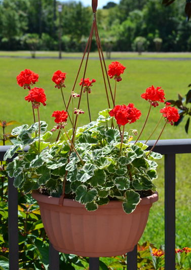 geranium.jpg