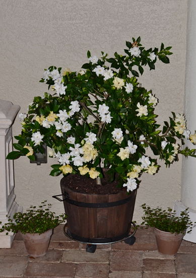 DSC_0244.jpg