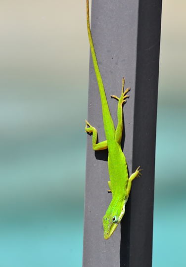 DSC_0227.jpg