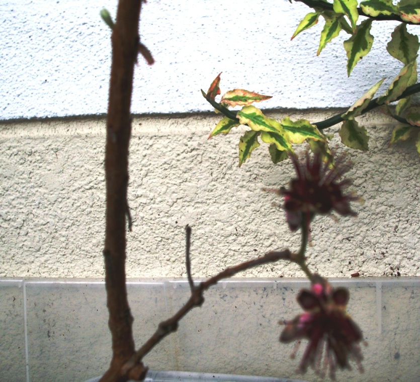 guava-1.JPG