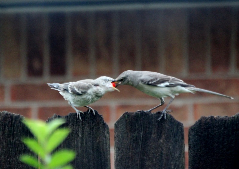 ГРАБЕЖ !!!.JPG