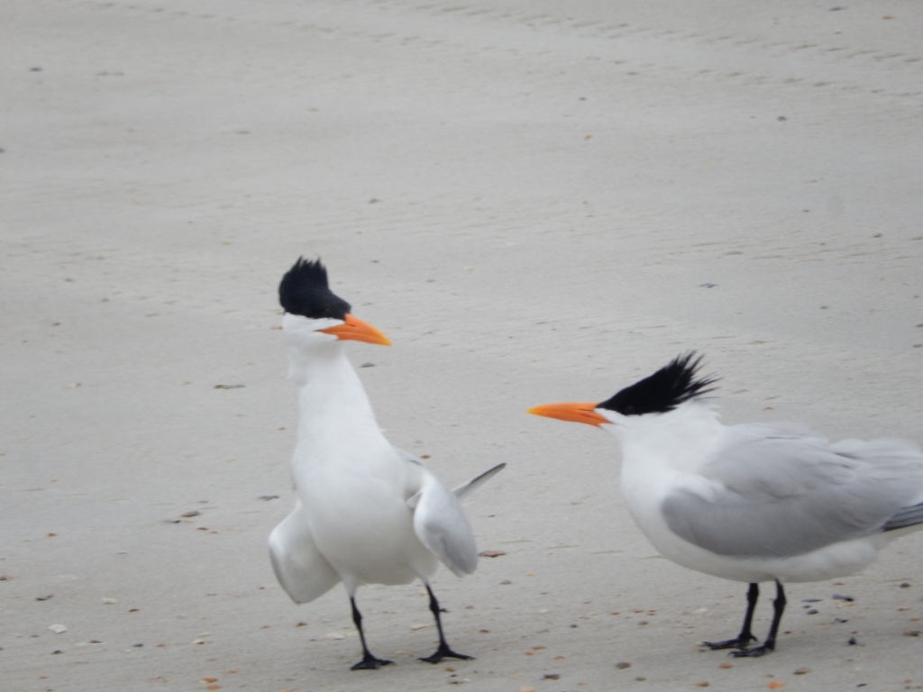 couple5.jpg